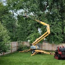 How Our Tree Care Process Works  in  Trenton, NJ